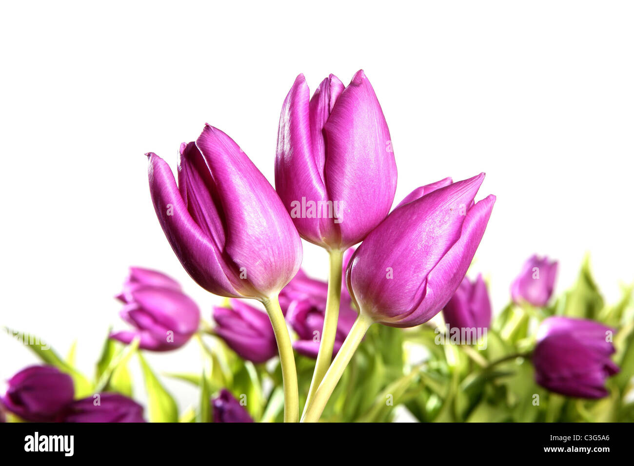 tulips pink flowers isolated on white background studio shot Stock ...