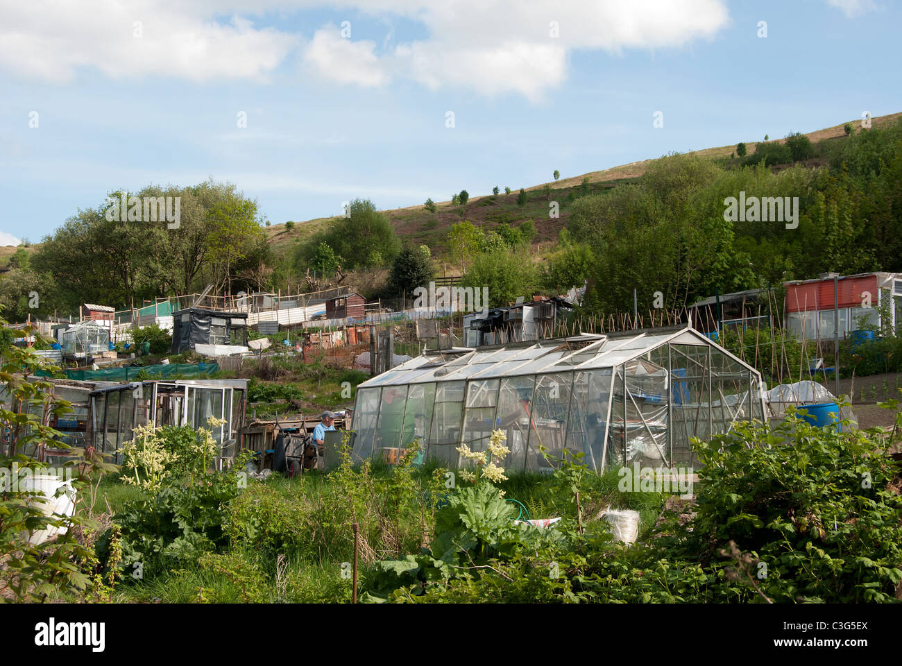Allotments in Porth, Rhondda, South Wales Stock Photo Alamy