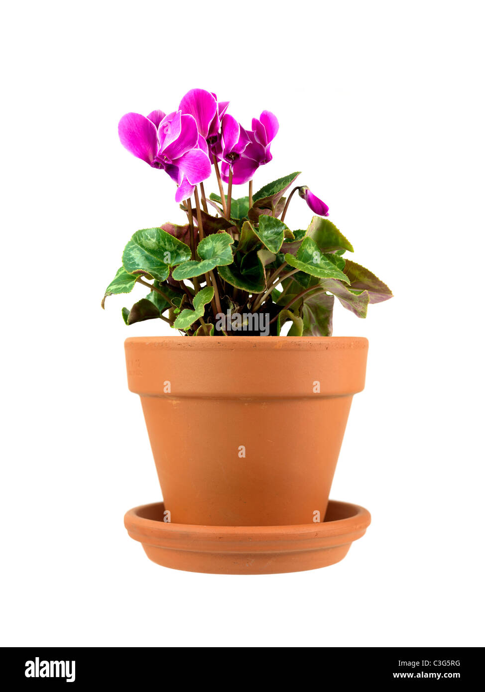 A pot plant isolated against a white background Stock Photo - Alamy