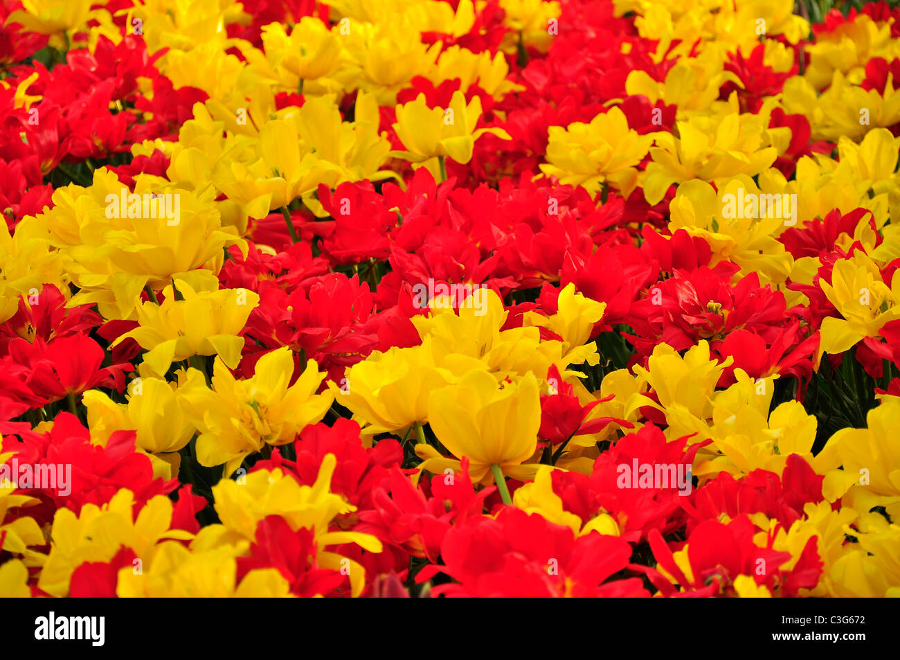 Tulips festival and albany hires stock photography and images Alamy