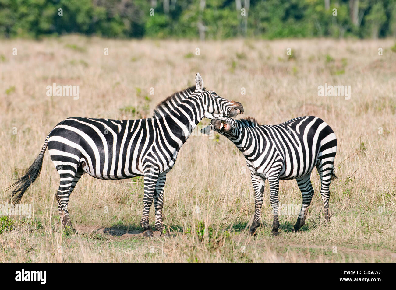 Two burchell's zebra fighting hires stock photography and images Alamy