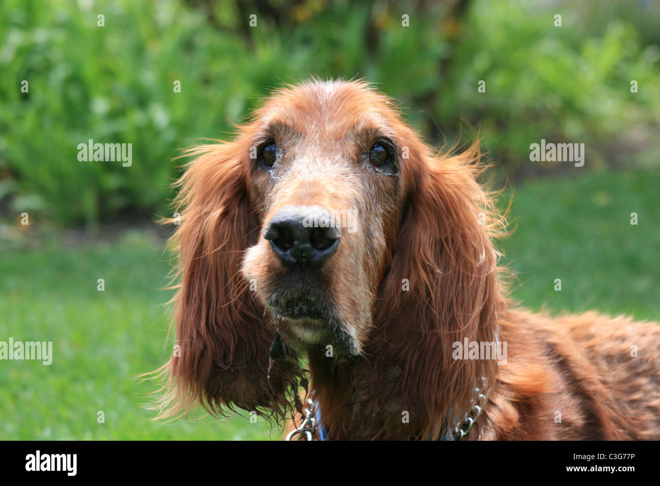 Irish Setter Face Cover Irish Setter Face Cover