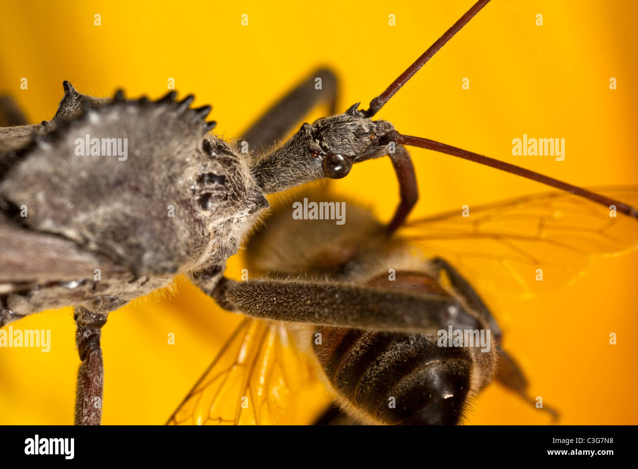 Wheel bug (Arilus cristatus) eating honey bee. Stock Photo