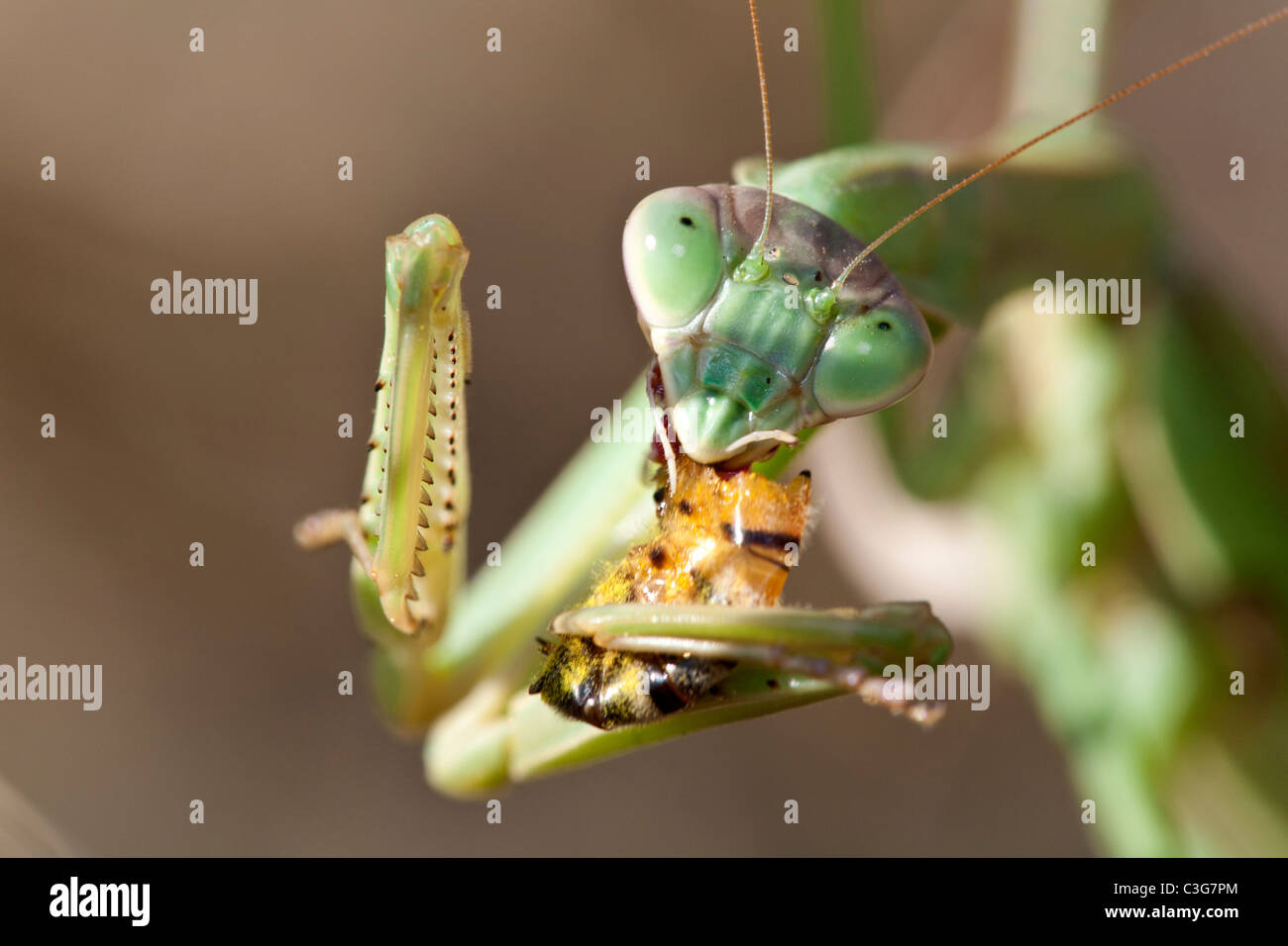 Praying mantis (Tenodera aridifolia) eating honeybee. Stock Photo