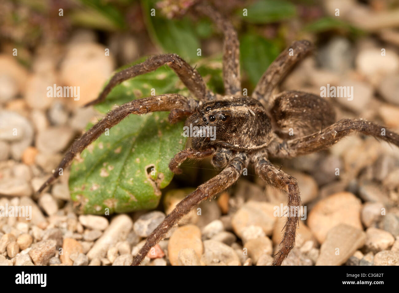 Wolf spider on gravel (Lycosidae sp.) Stock Photo