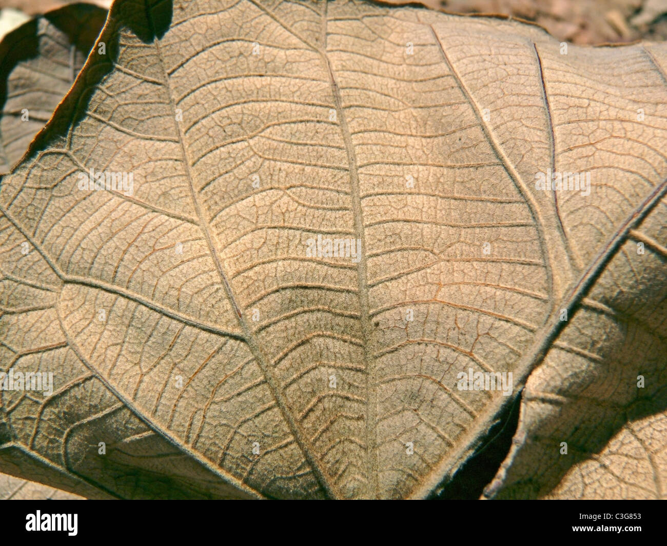 Dry Teak leaf, Tectona grandis L f , Verbenaceae, Jati Stock Photo