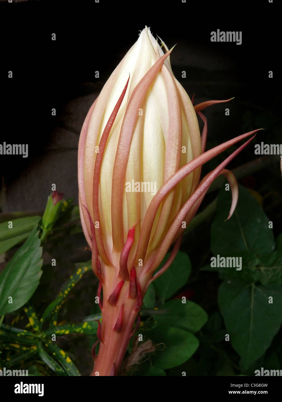Flower of Dutchman's Pipe, Orchid Cactus, Hylocereus undatus Stock Photo