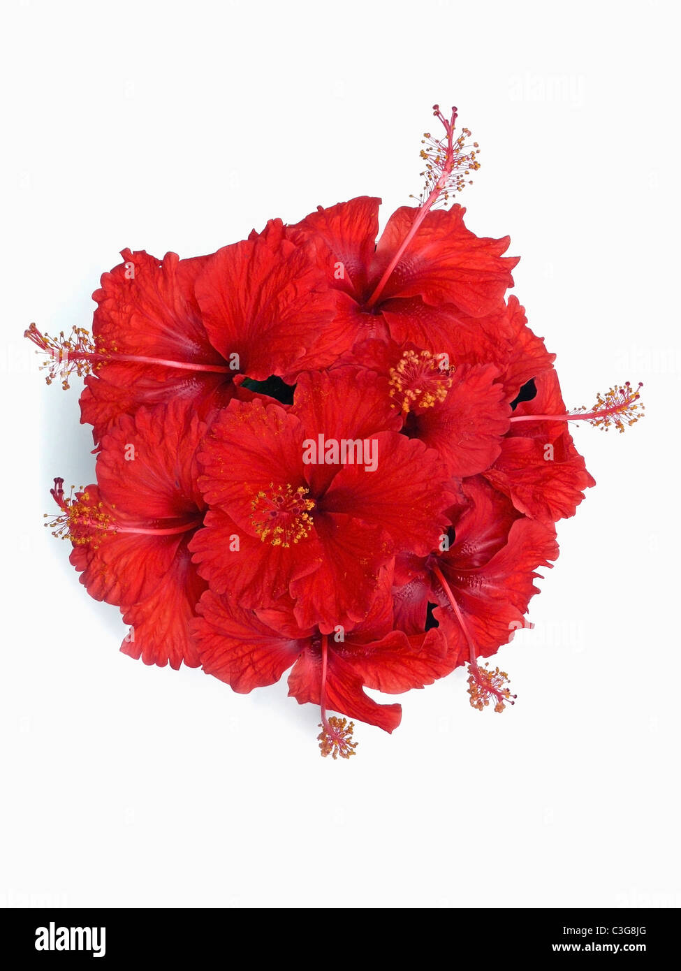 Red Hibiscus, rosasinensis flower Stock Photo Alamy