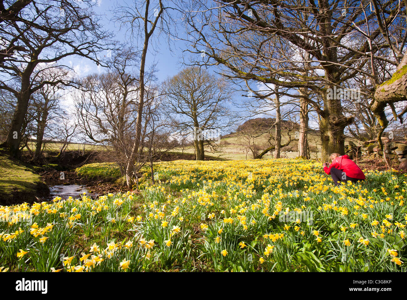 Wild Daffodils flowering in Rosedale in the North York Moors, Yorkshire, UK Stock Photo Alamy