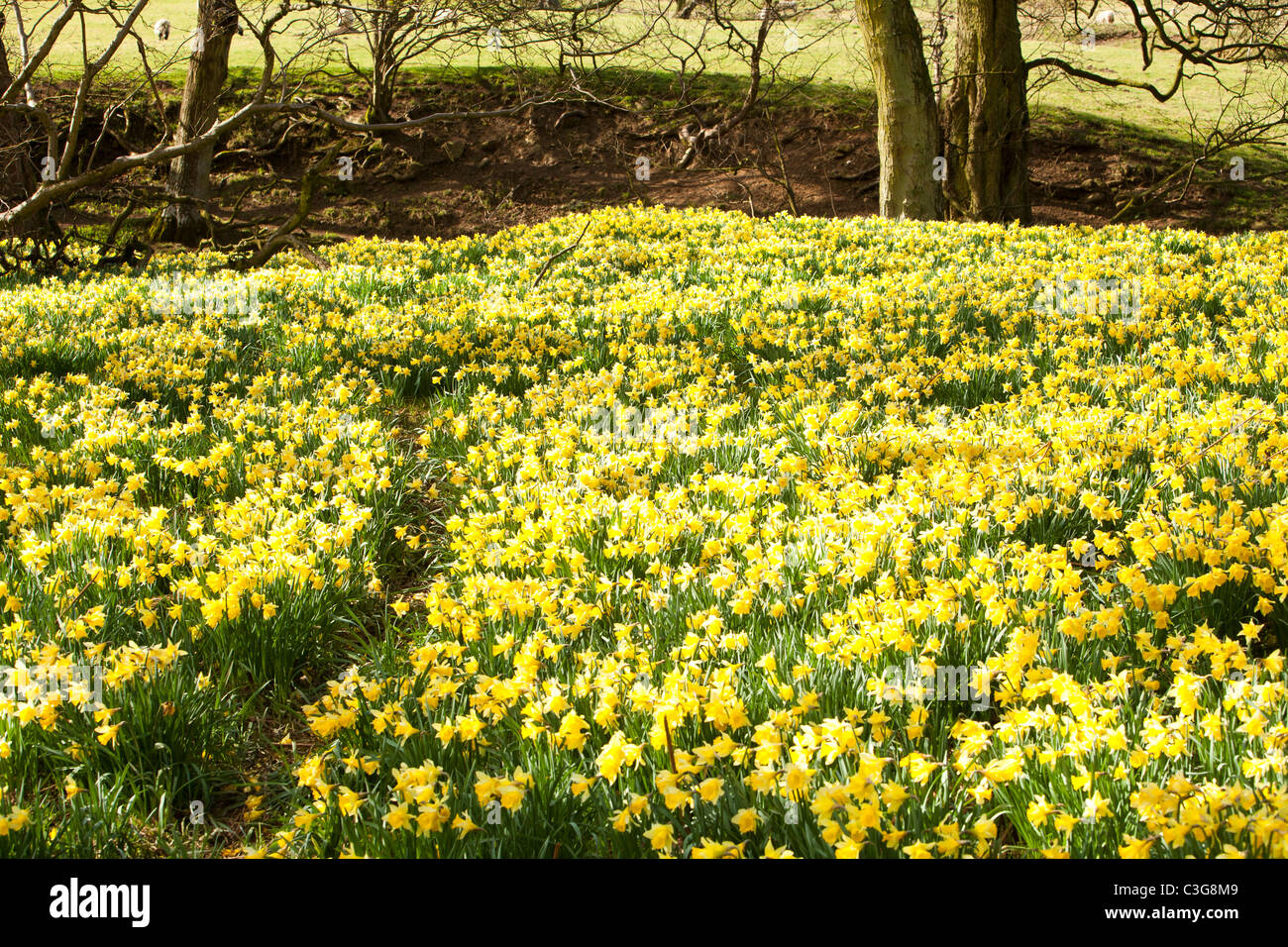 Wild Daffodils flowering in Rosedale in the North York Moors, Yorkshire, UK. Stock Photo