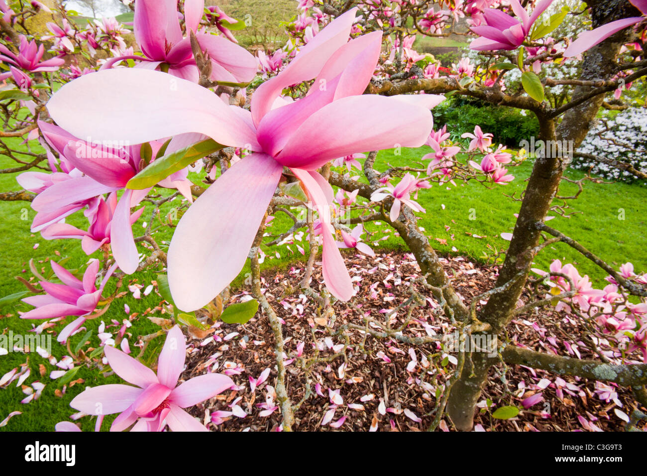 A Magnolia (Caerhays surprise) tree in Holehird Gardens, Windermere, Cumbria, UK. Stock Photo