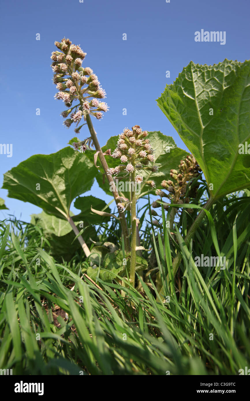 Butterbur Petasites hybridus in early April Stock Photo - Alamy