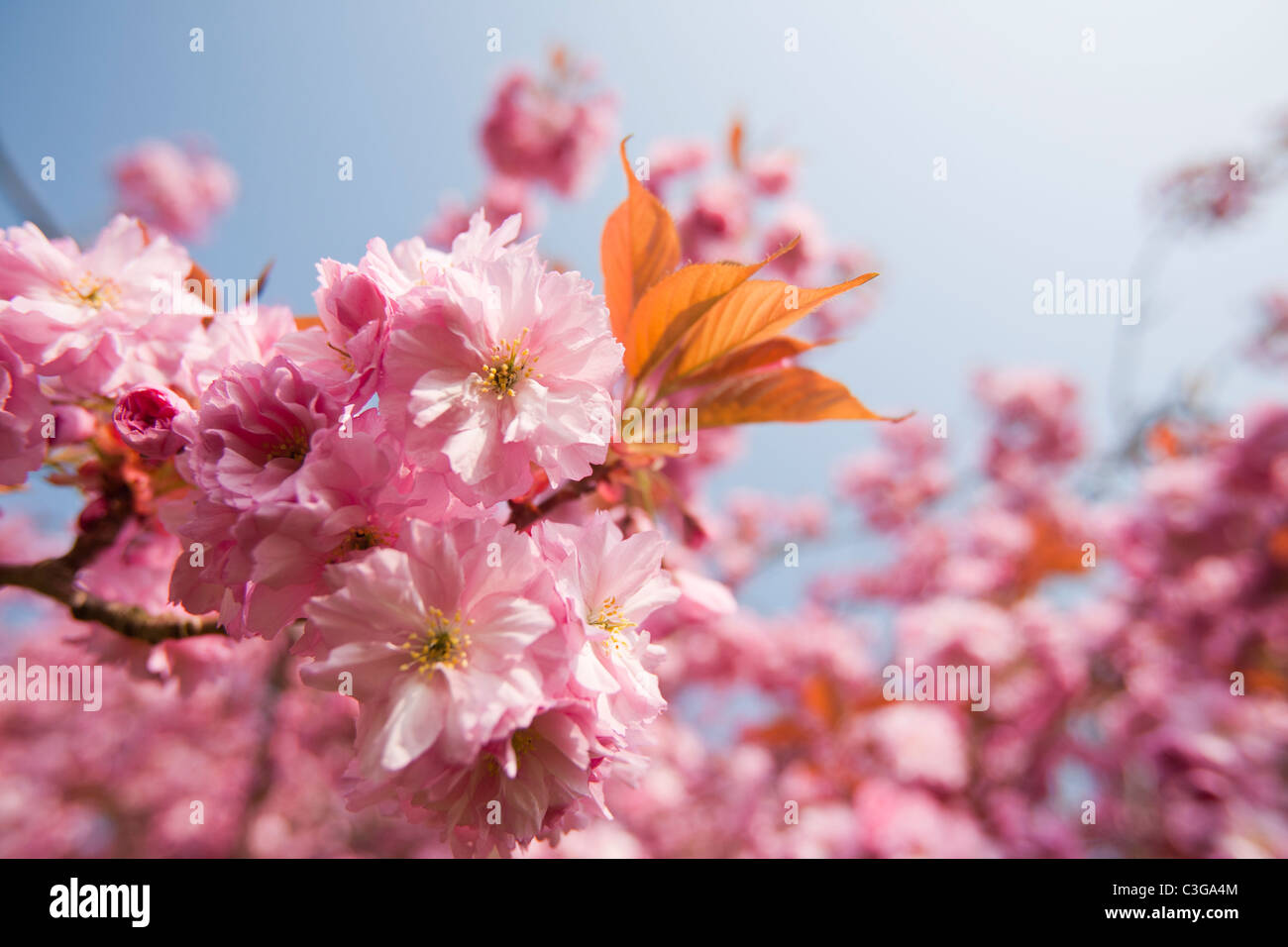 Cherry blossom on an ornamental cherry tree in Spring, Ambleside, Cumbria, UK. Stock Photo