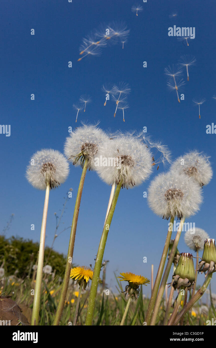 Dandelions Taxaxacum officinale seed blowing in the wind Stock Photo