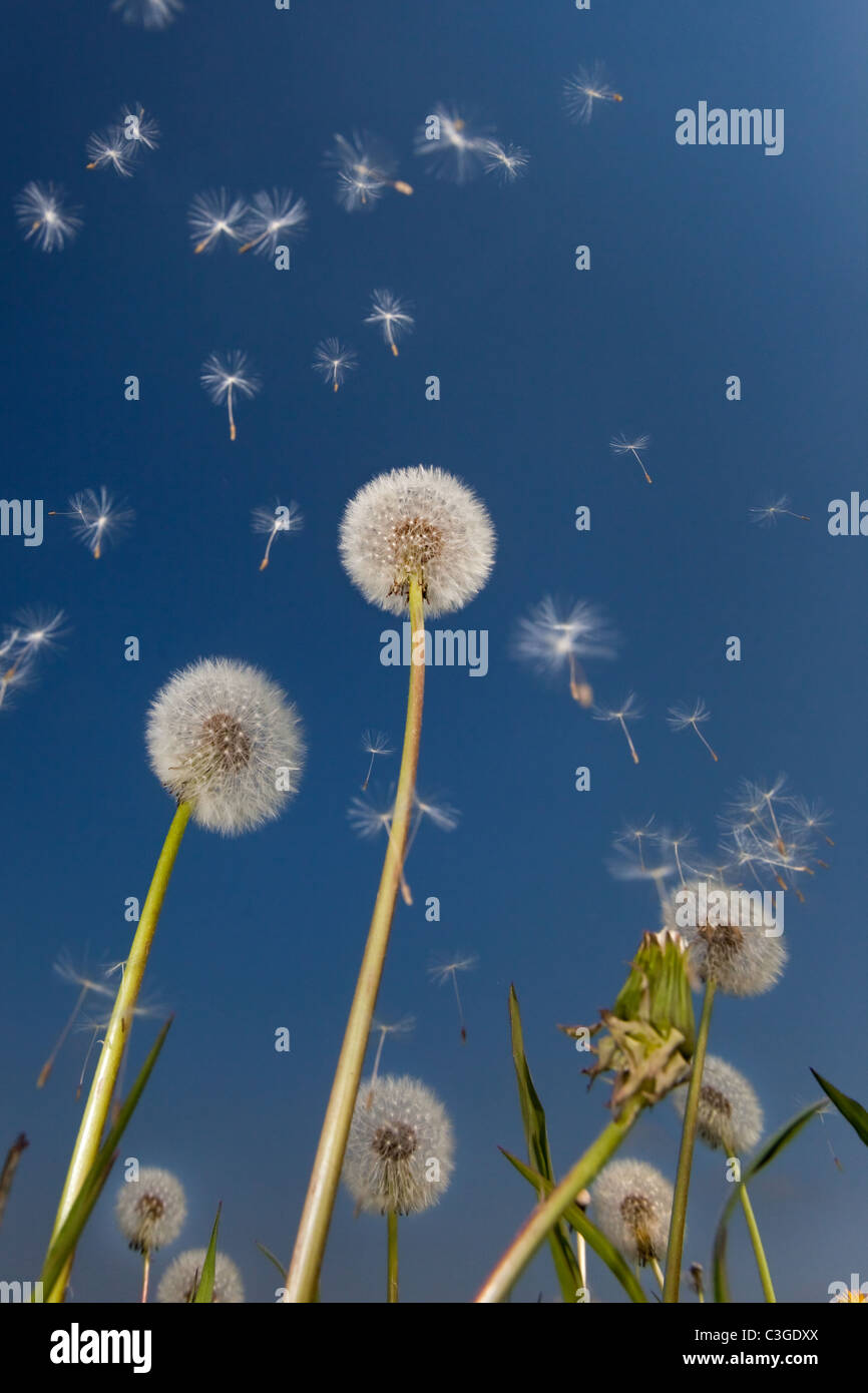 Dandelions Taxaxacum officinale seed blowing in the wind Stock Photo