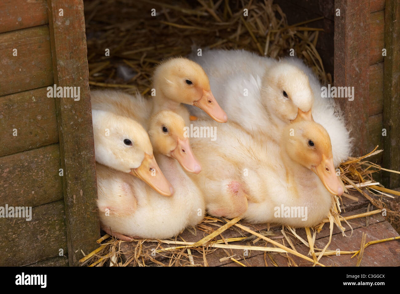 Ducklings resting in poultry house on straw bedding Stock Photo - Alamy