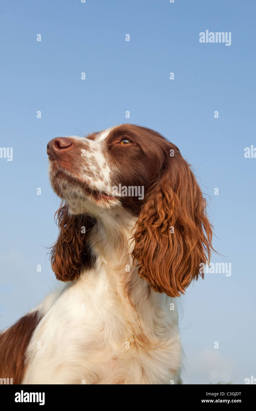Springer Spaniel portrait Stock Photo - Alamy
