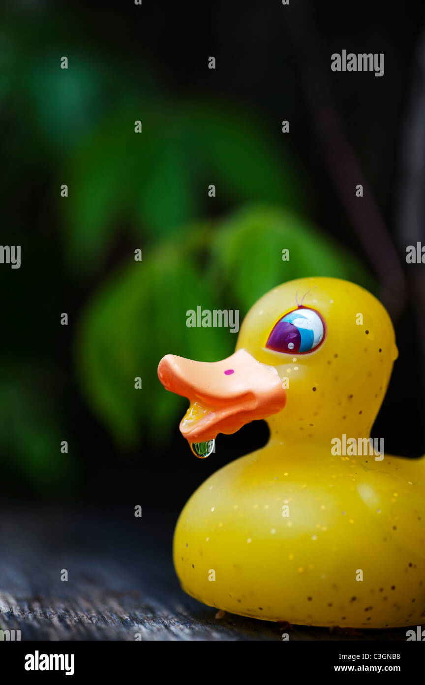 Raindrop on the beak of a rubber duck in a garden Stock Photo