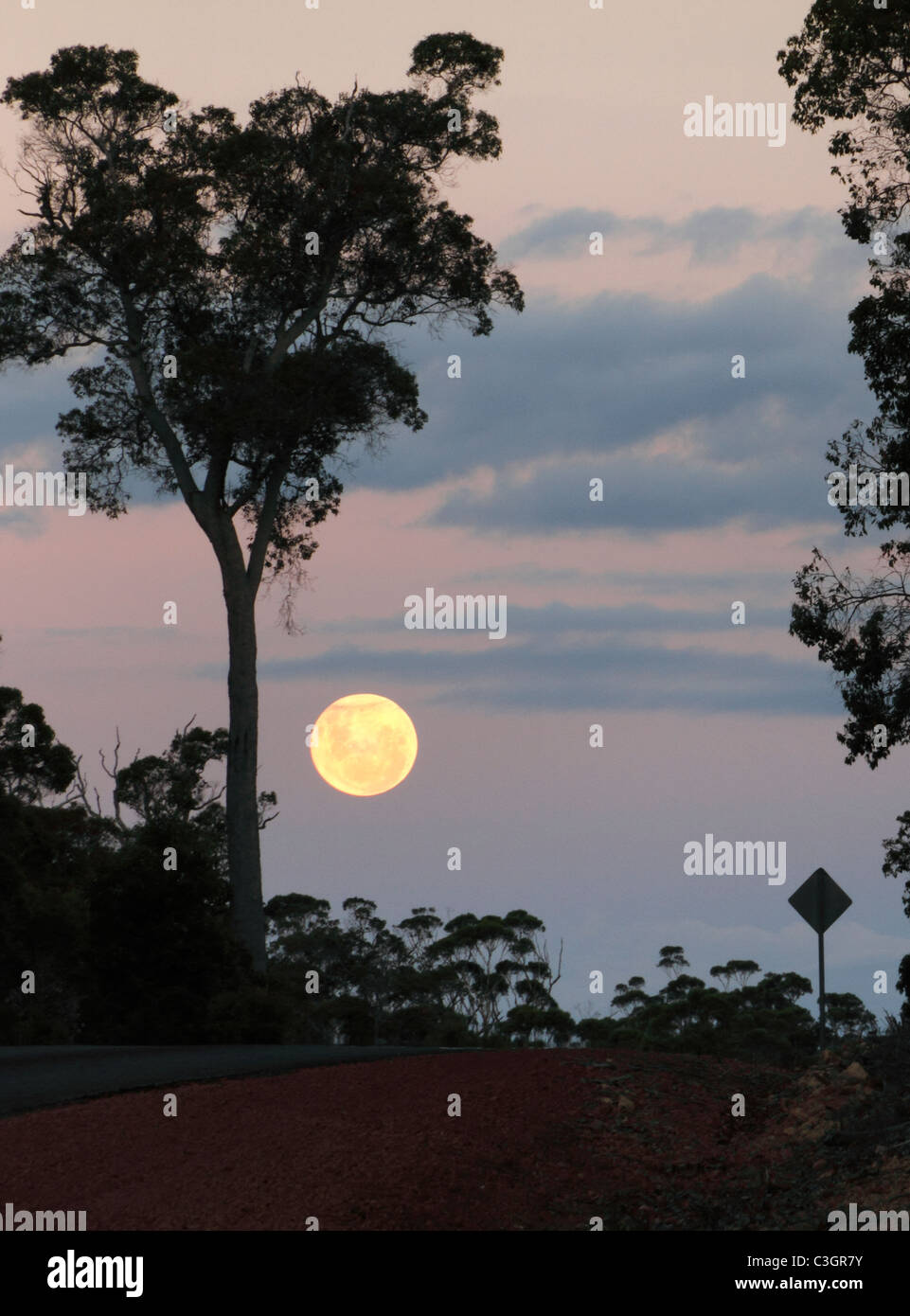 Full Moon and Eucalyptus trees in evening light, Southwest Australia Stock Photo