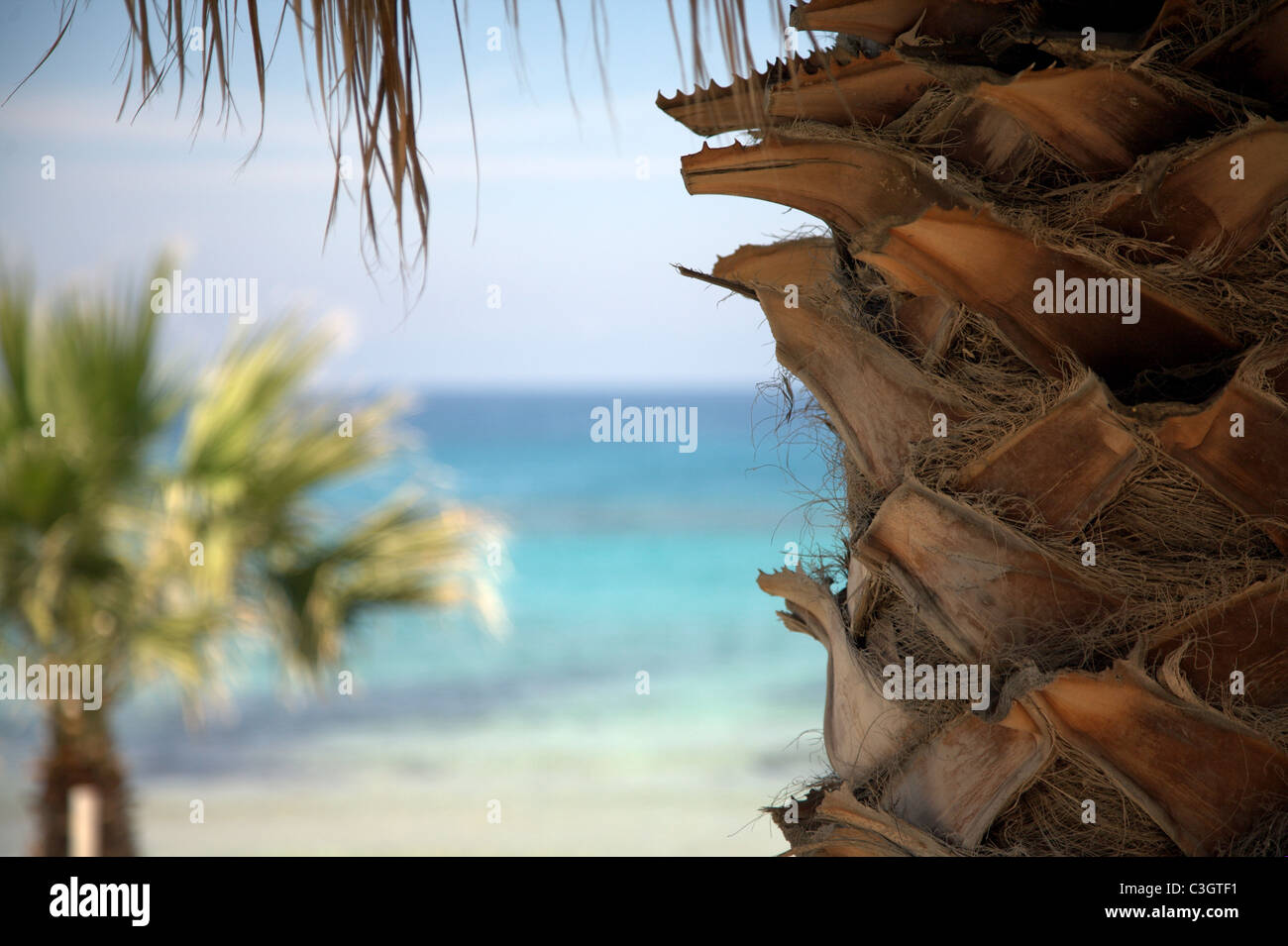 Palm tree and the sea hi-res stock photography and images - Alamy