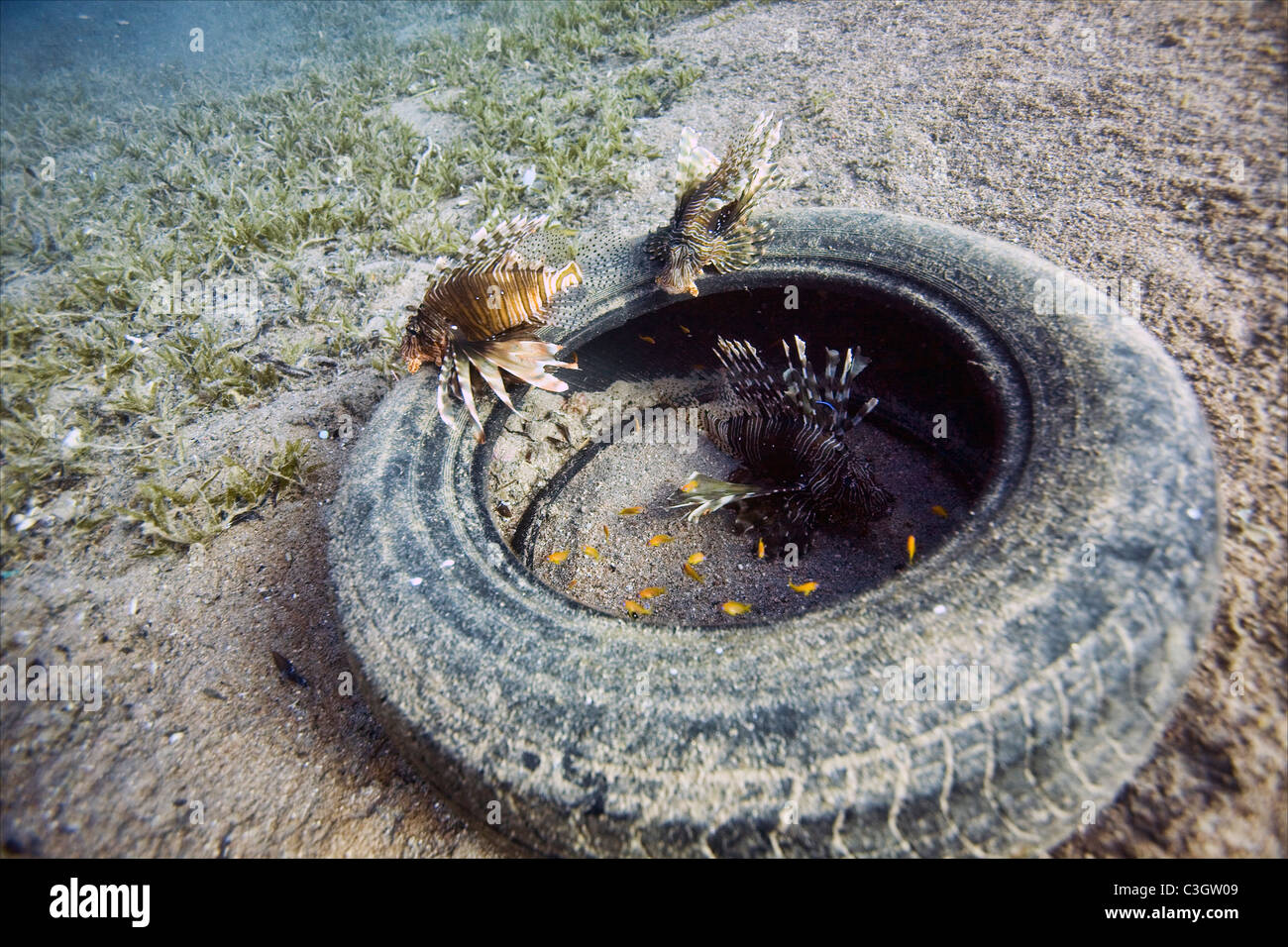 Three Lionfish (Pterois miles) inhabit a  car tyre in the Red Sea near Dahab, Egypt Stock Photo