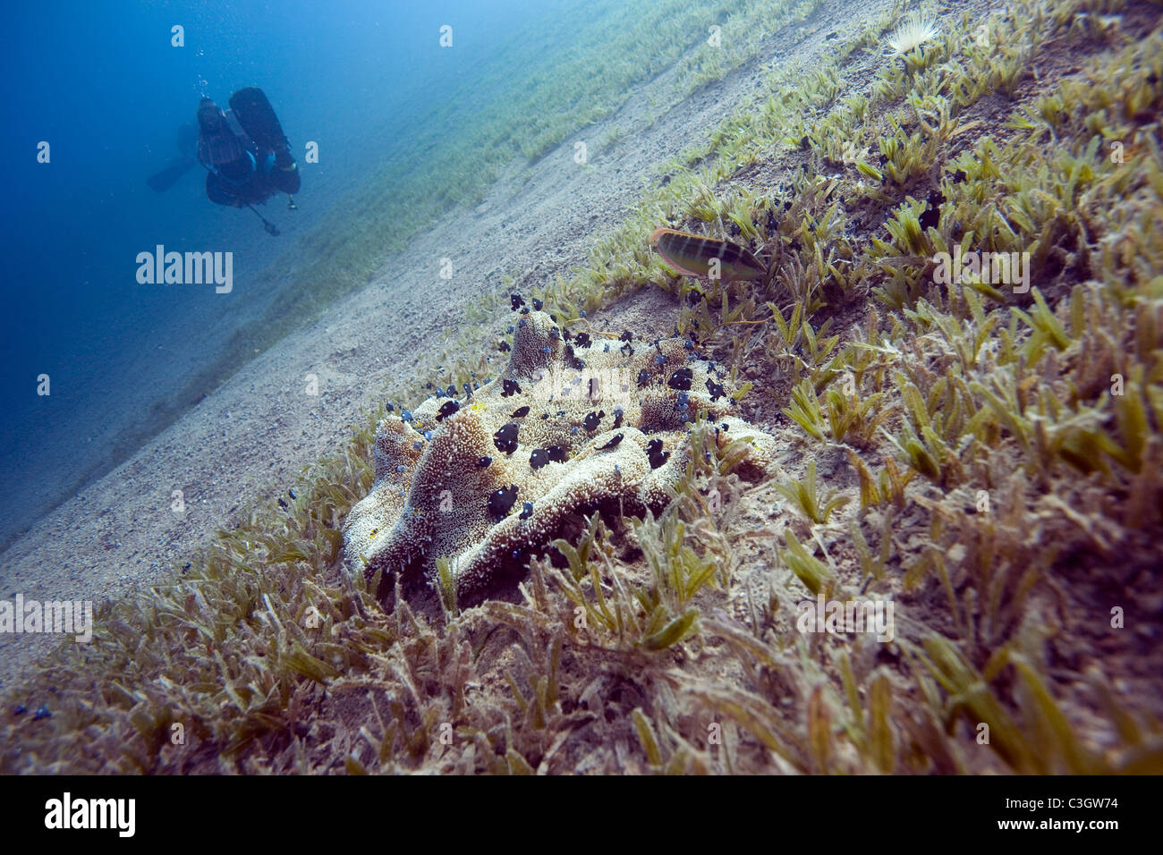 Giant Carpet Anemone and Juvenile Threespot dascyllus in the Red Sea, Dahab, Egypt Stock Photo