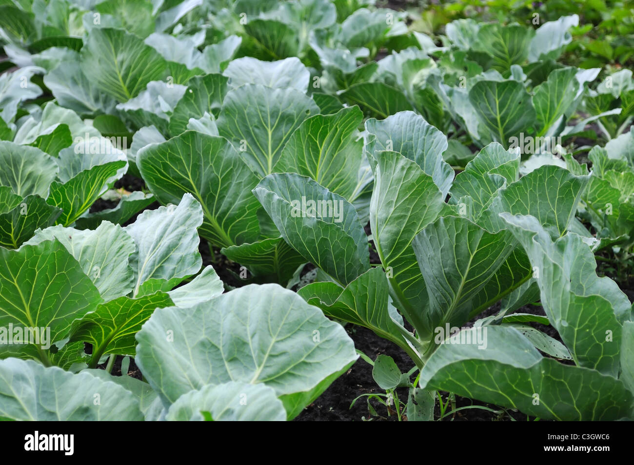 cabbage plantation Stock Photo Alamy