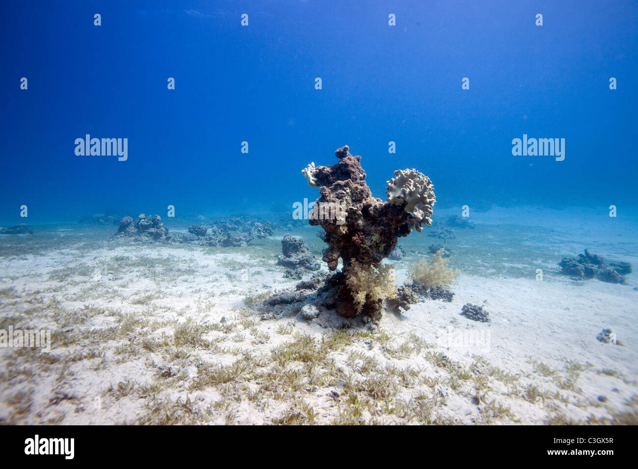 Coral in the Red Sea, Dahab, Egypt Stock Photo