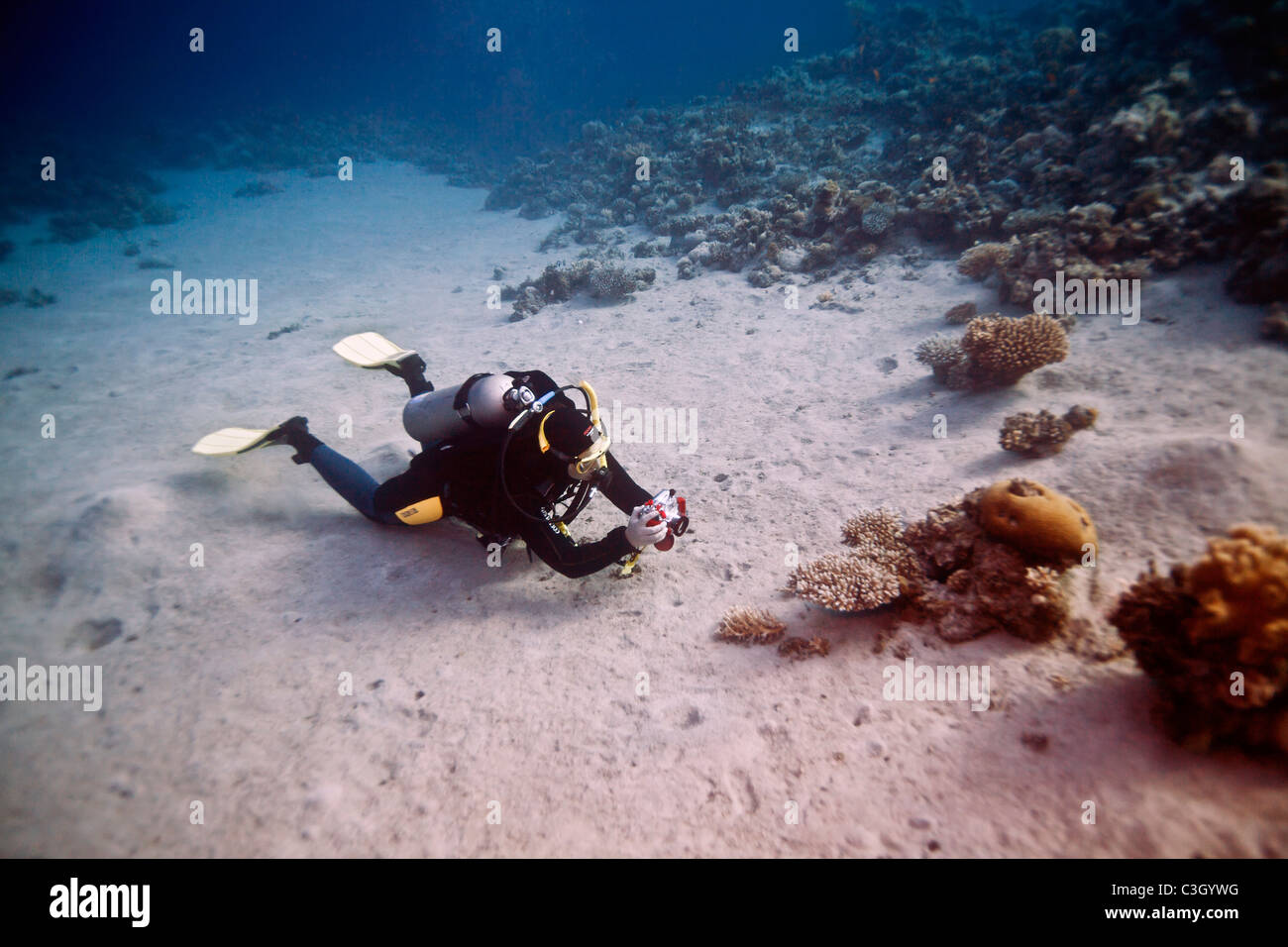 A diver taking a photograph on the sea bed. Red Sea, Dahab, Egypt Stock Photo