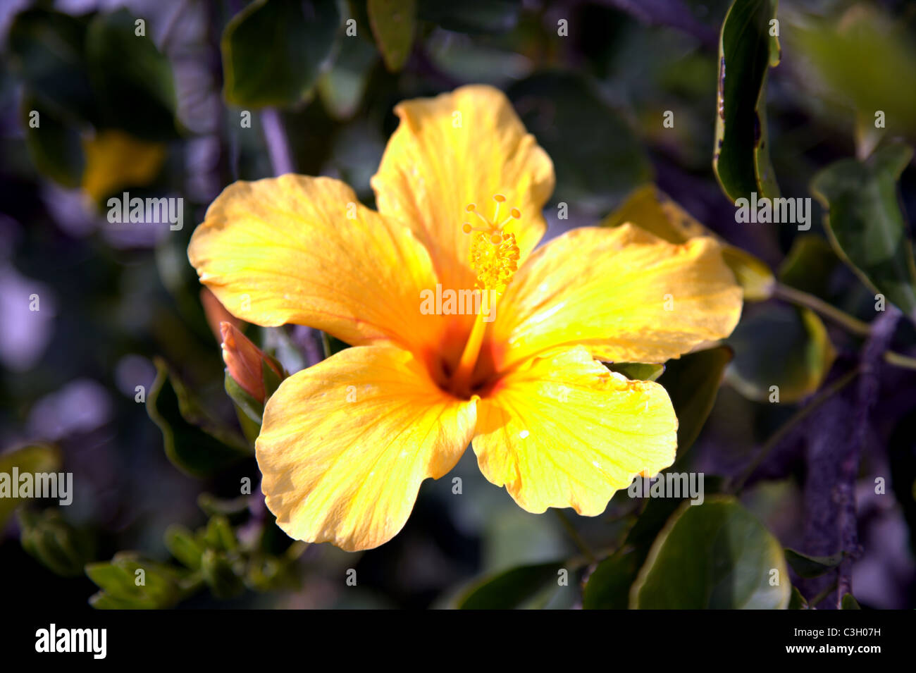 yellow hibiscus flower in the sunshine Stock Photo - Alamy
