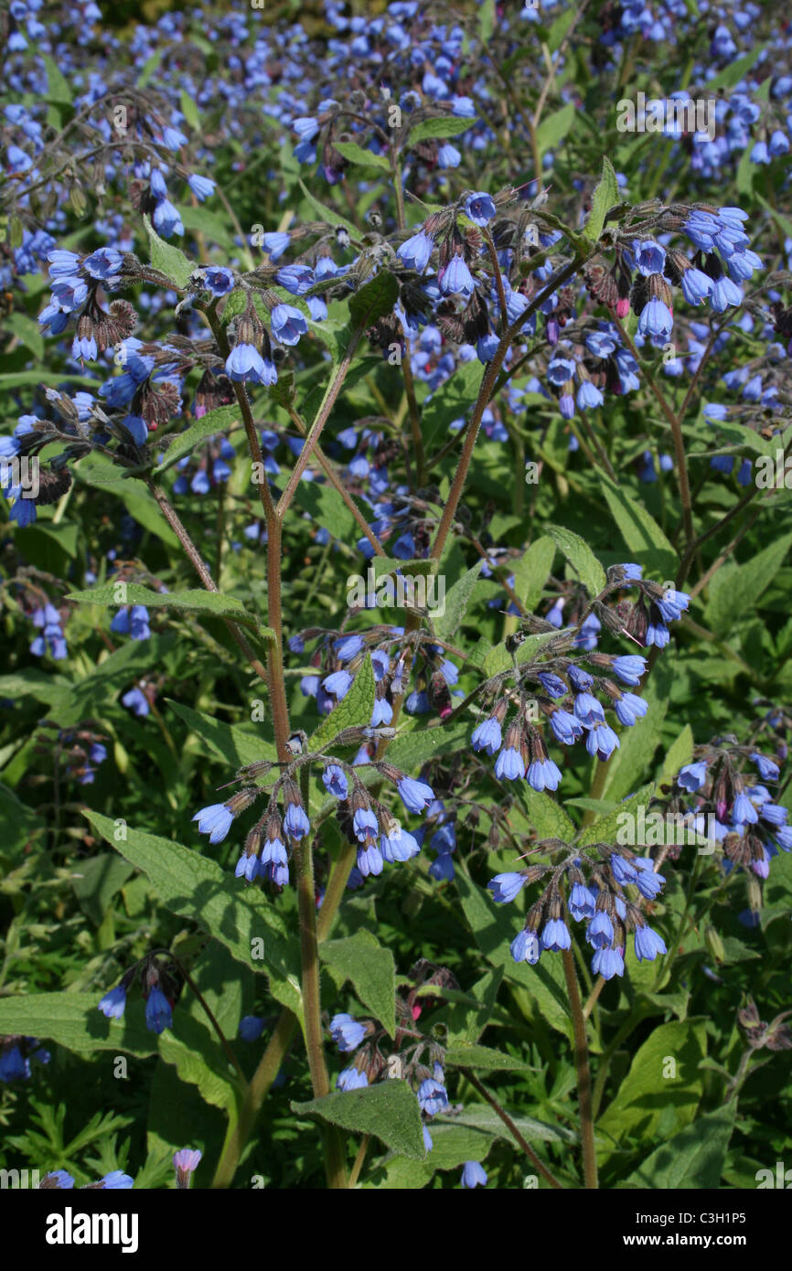 Blue Lungwort - Pulmonaria angustifolia azurea Taken at Ness Gardens, Wirral, UK Stock Photo