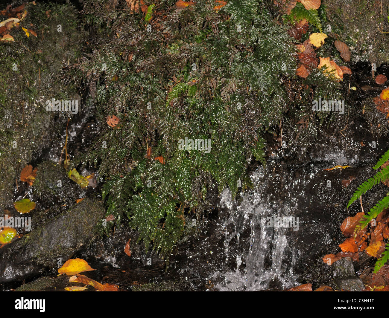Killarney Fern, trichomanes speciosum growing on a wet rock by a stream Stock Photo