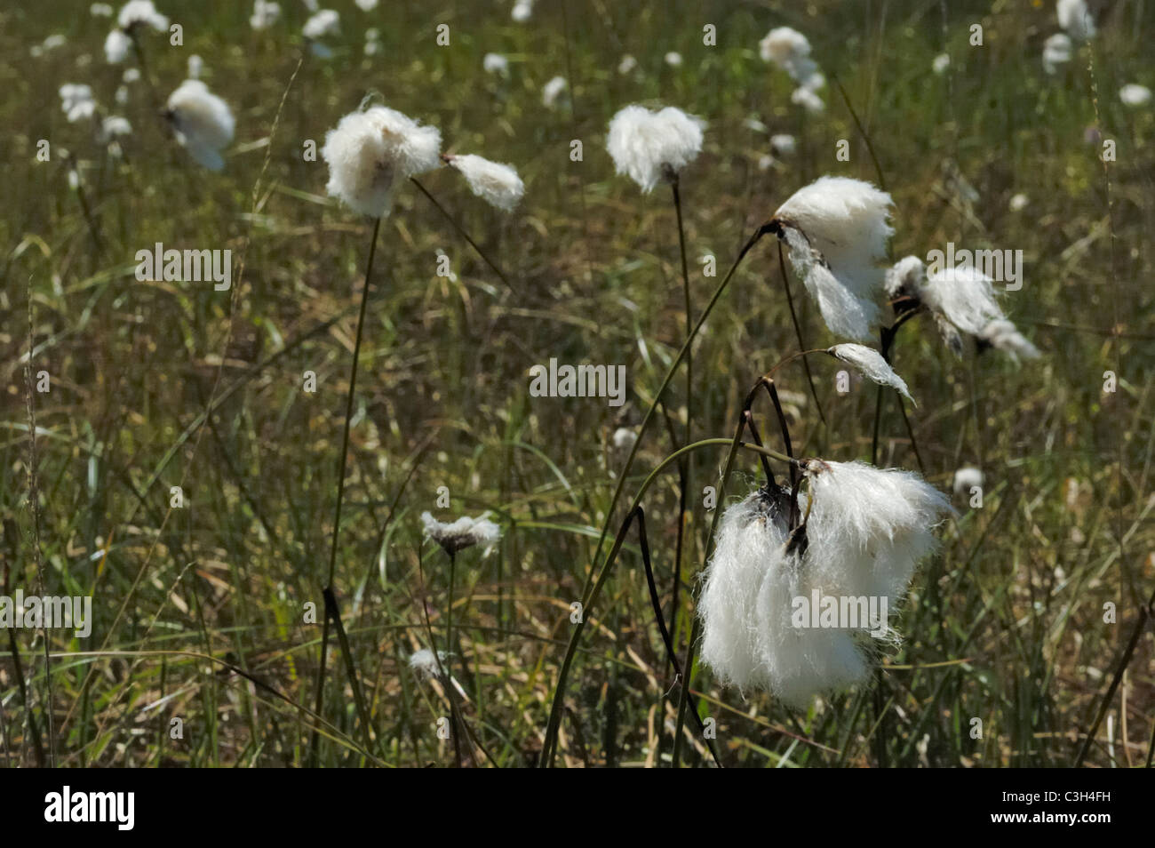 Common Cottongrass, eriophorum angustifolium Stock Photo