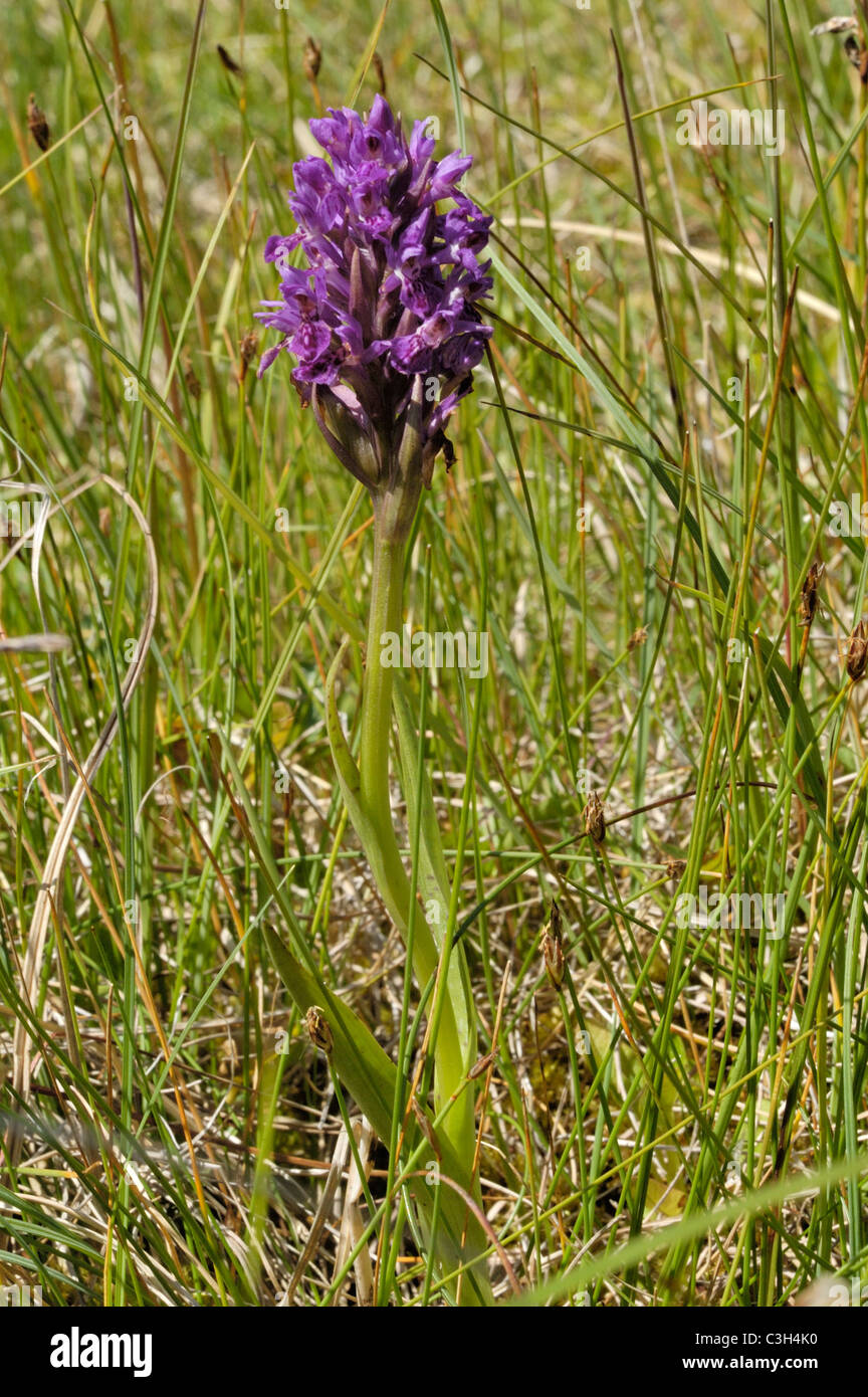 Northern Marsh-orchid, dactylorhiza purpurella Stock Photo
