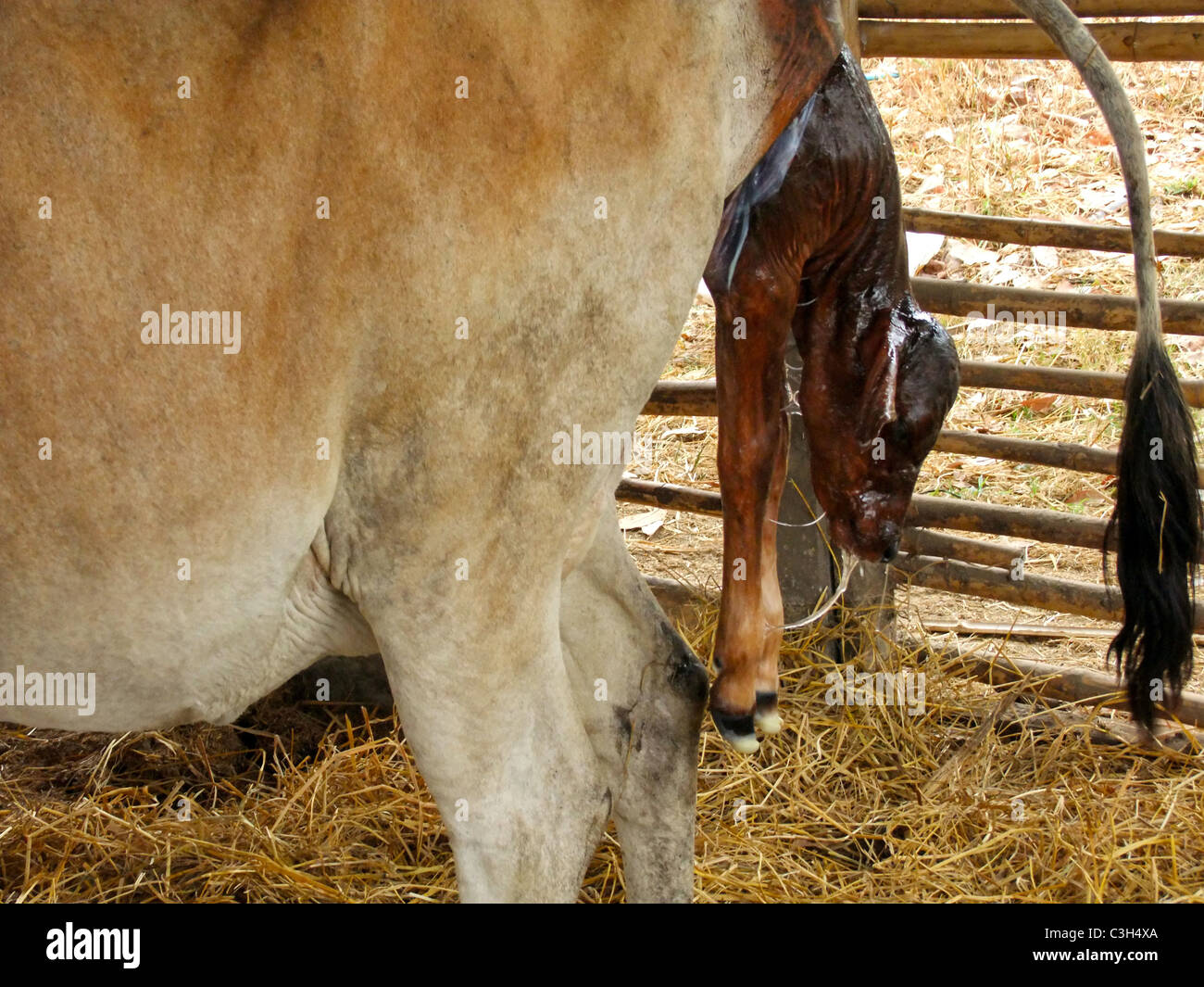 Cow giving birth to a calf Stock Photo