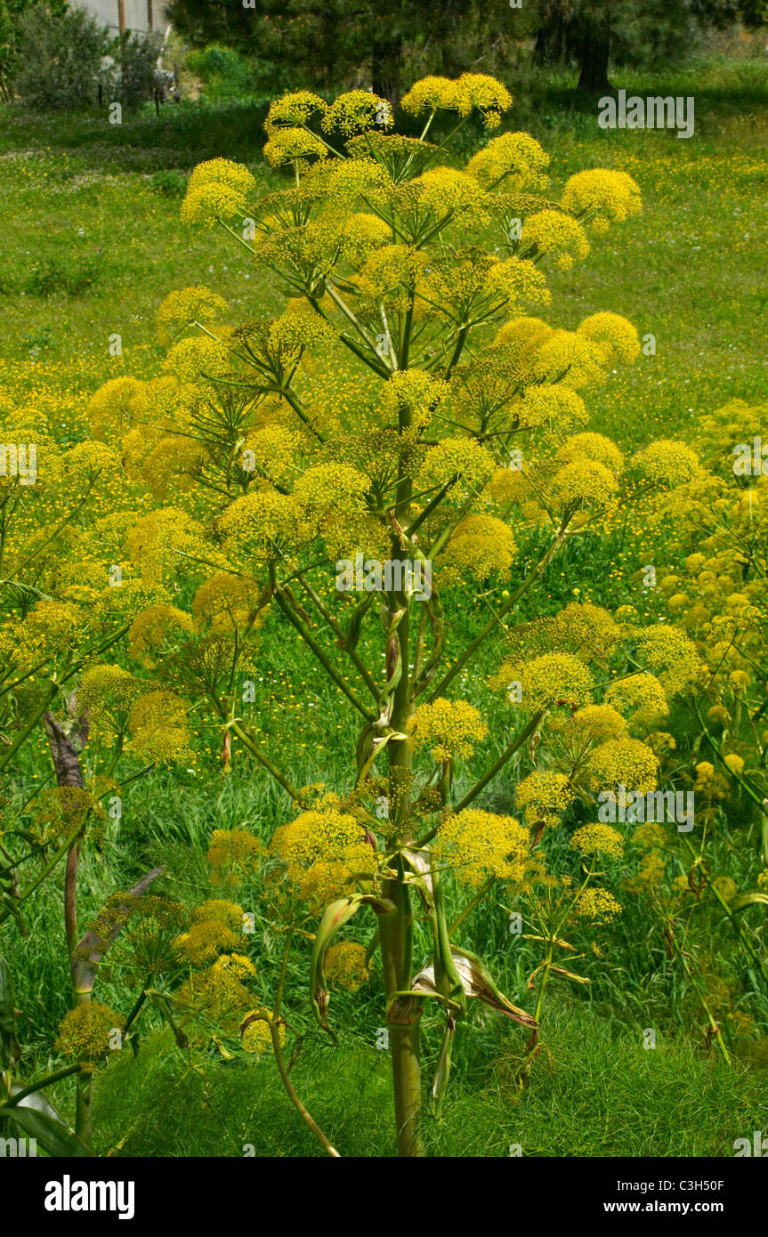 Giant Wild Fennel growing wild in the Cypriot countryside Stock Photo