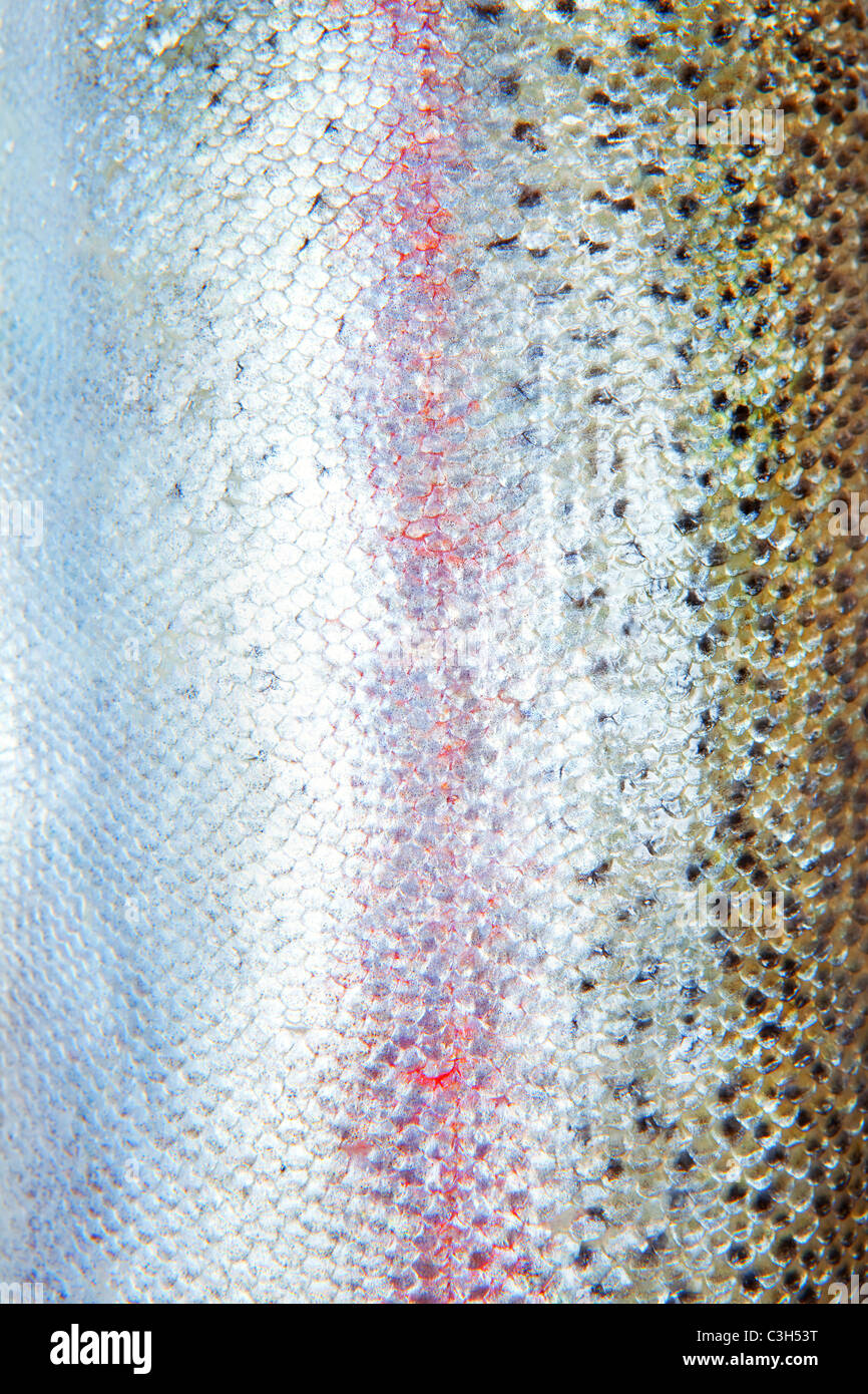 scales of rainbow trout (Oncorhynchus mykiss Stock Photo Alamy