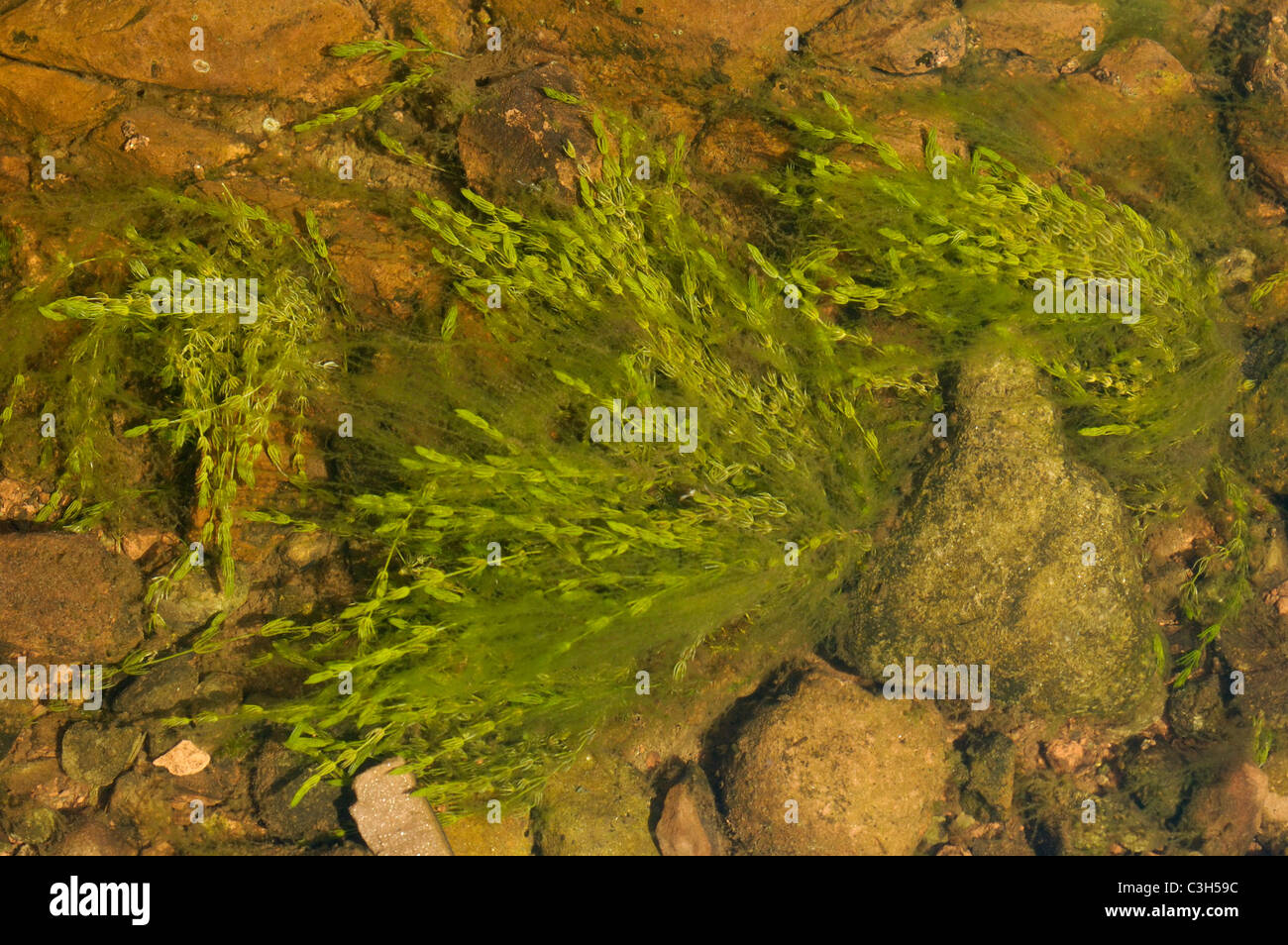 Delicate Stonewort, chara virgata - a slender, branched freshwater alga Stock Photo