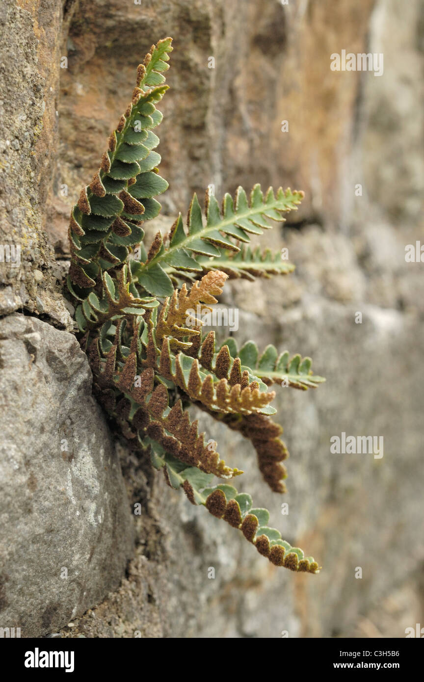 Rustyback fern, asplenium ceterach Stock Photo
