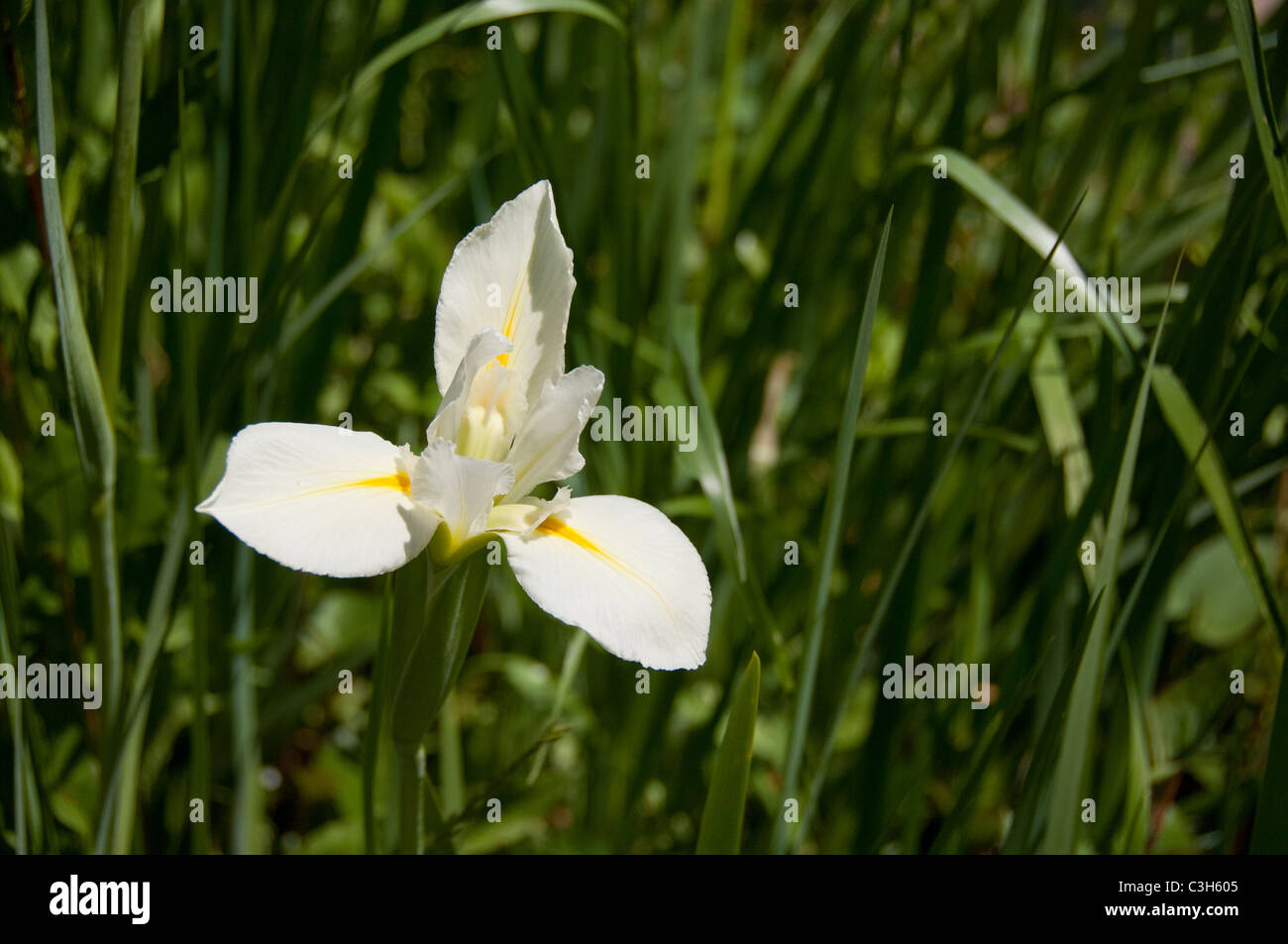 South Carolina, Charleston, Magnolia Plantation & Gardens. White iris flower Stock Photo Alamy