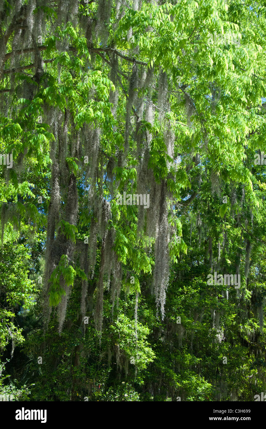 South Carolina, Charleston, Magnolia Plantation & Gardens. Trees