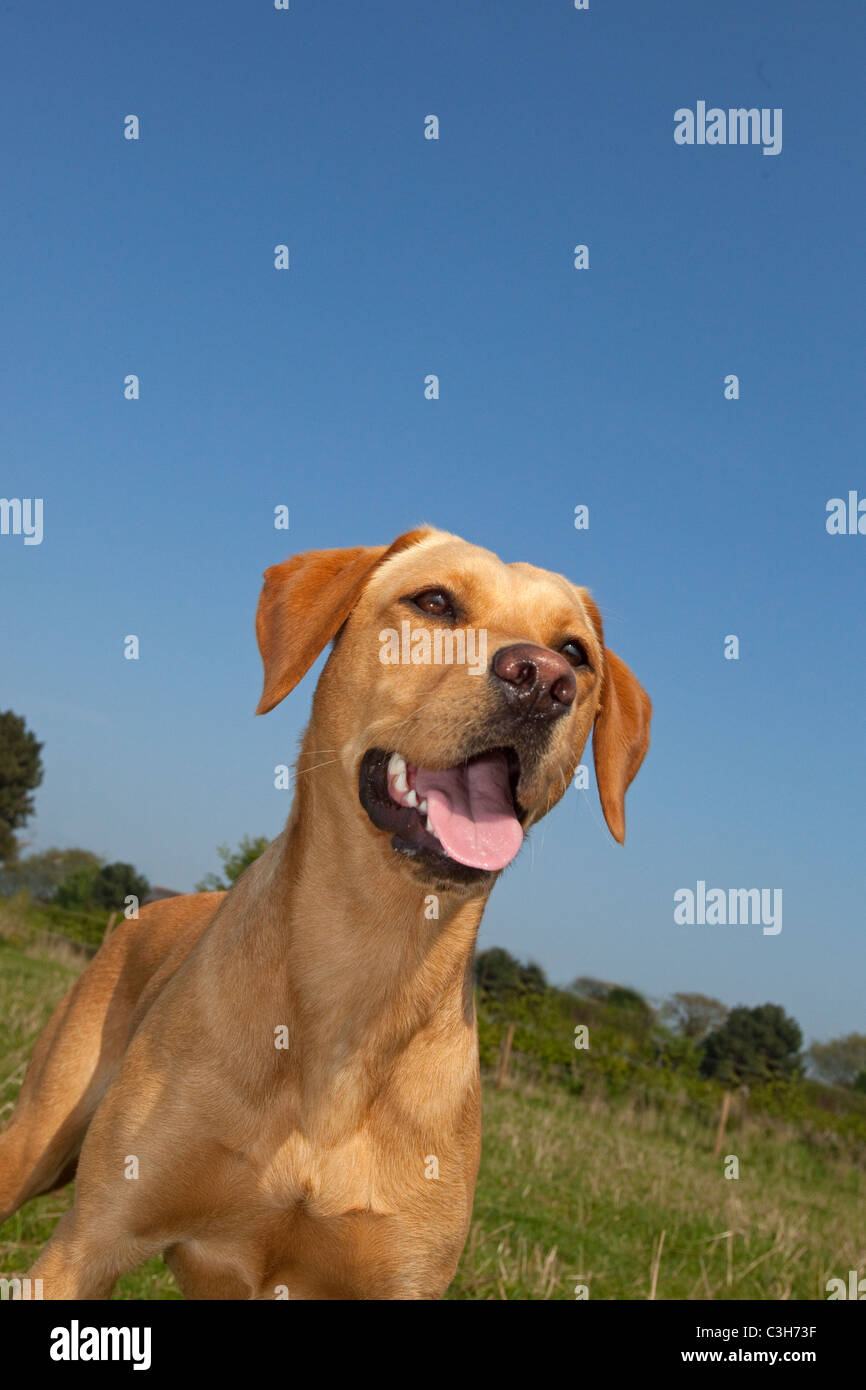 Yellow Labrador portrait Stock Photo