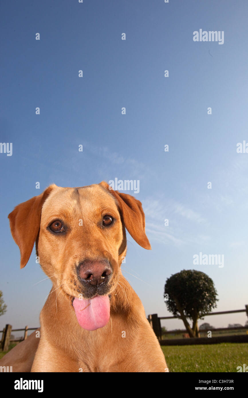 Yellow Labrador portrait Stock Photo