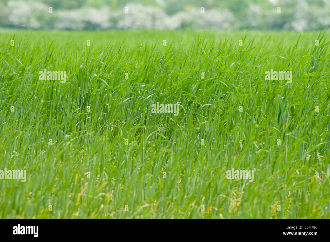 Green Field of Crops Stock Photo