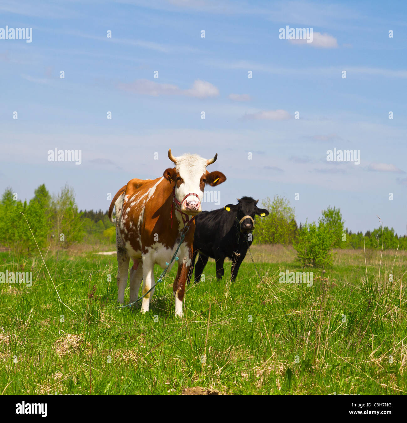 cow on meadow Stock Photo