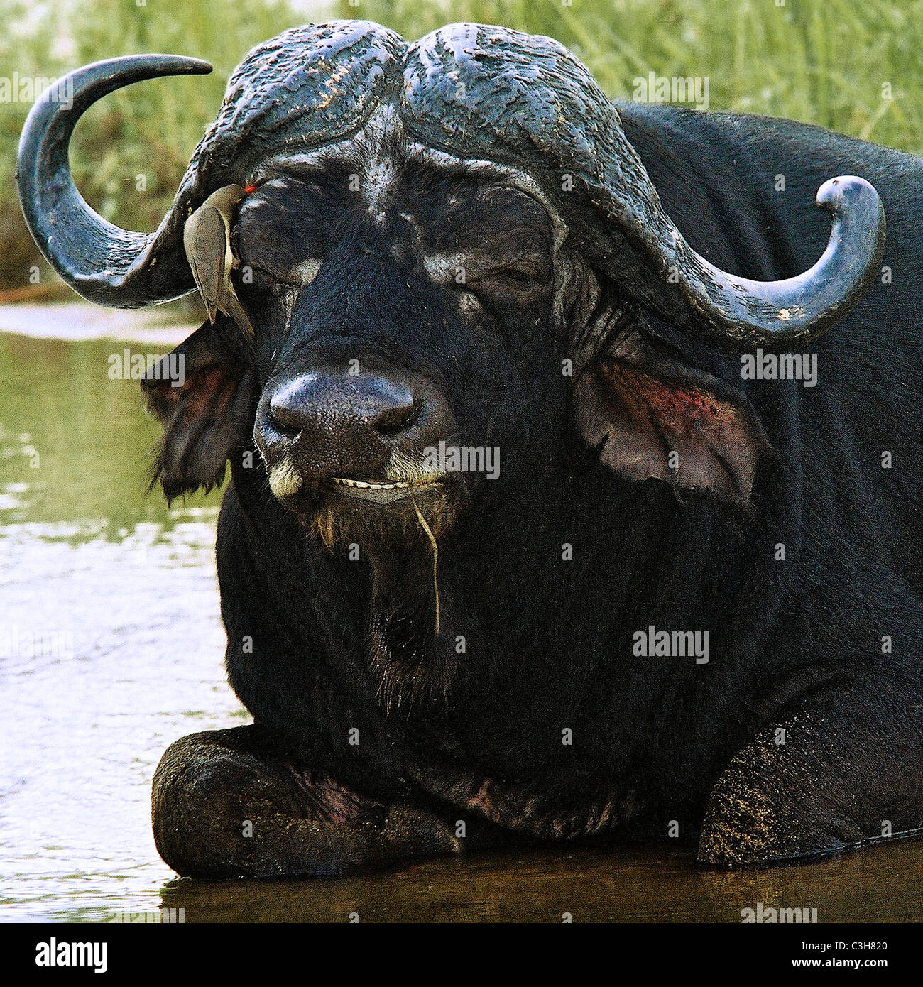 Cape Buffalo Syncerus caffer Mala mala Kruger South Africa Stock Photo