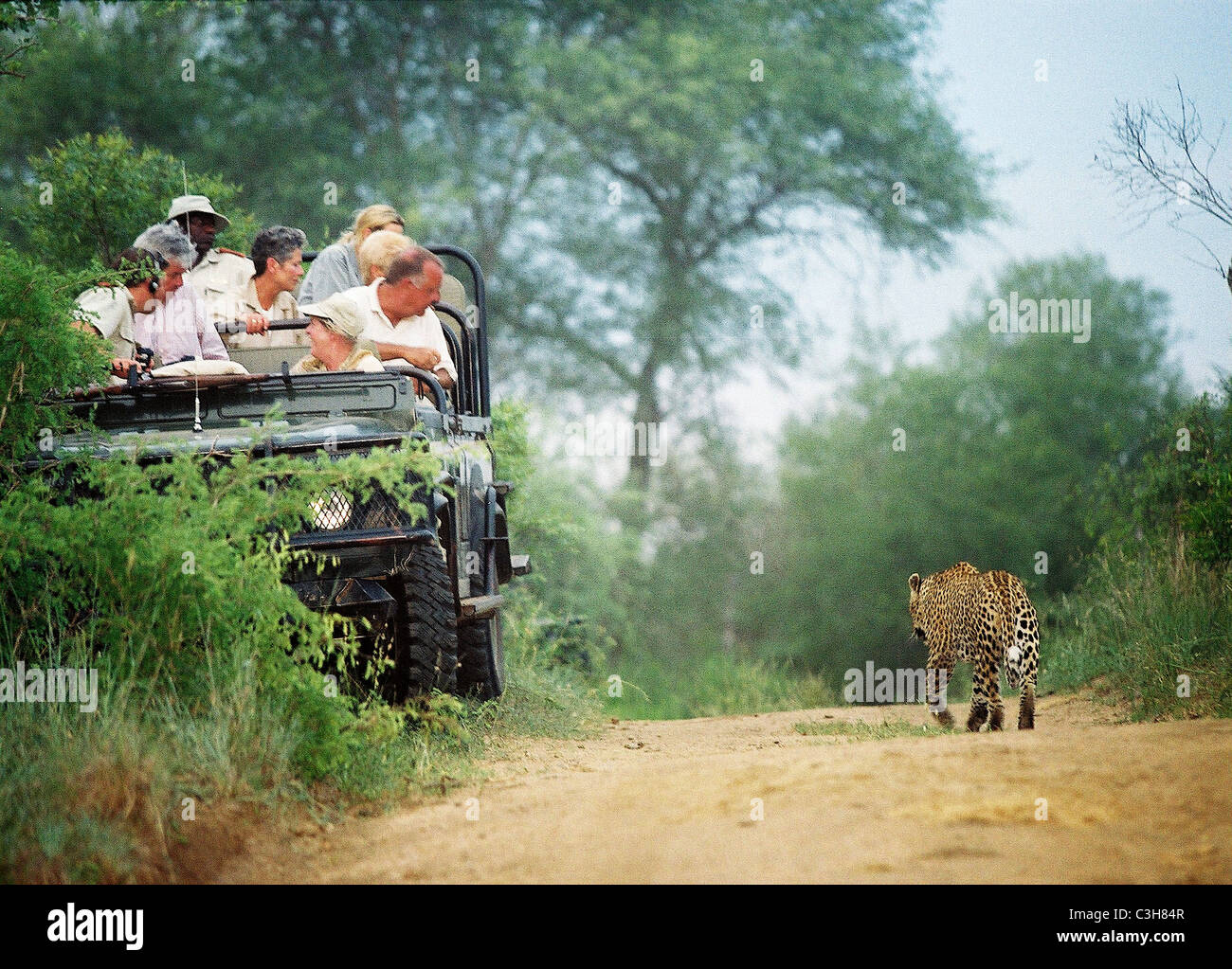 Safari tourists watch leopard Panthera pardus  from vehicle Mala mala Kruger South Africa Stock Photo