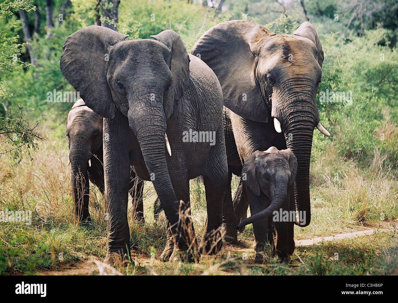 Herd of  African elephant Loxodonta africana  Mala mala Kruger South Africa Stock Photo
