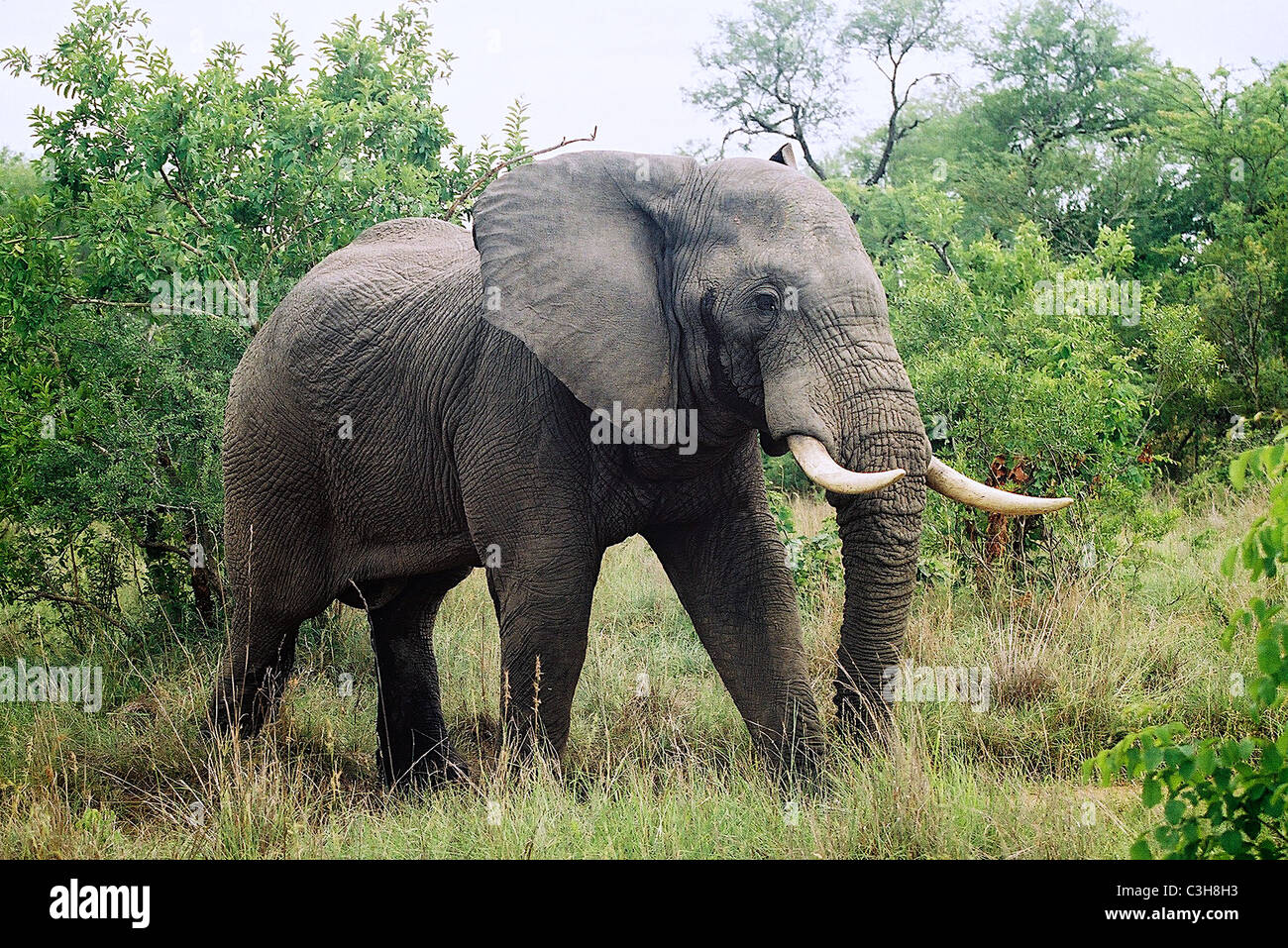 Male african elephant Loxodonta africana in must Mala mala Kruger South Africa Stock Photo
