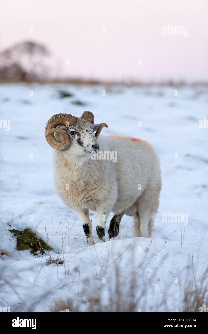 Ram standing in snow, Powys, Wales, UK. Stock Photo